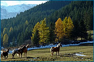 Mazzin di Fassa